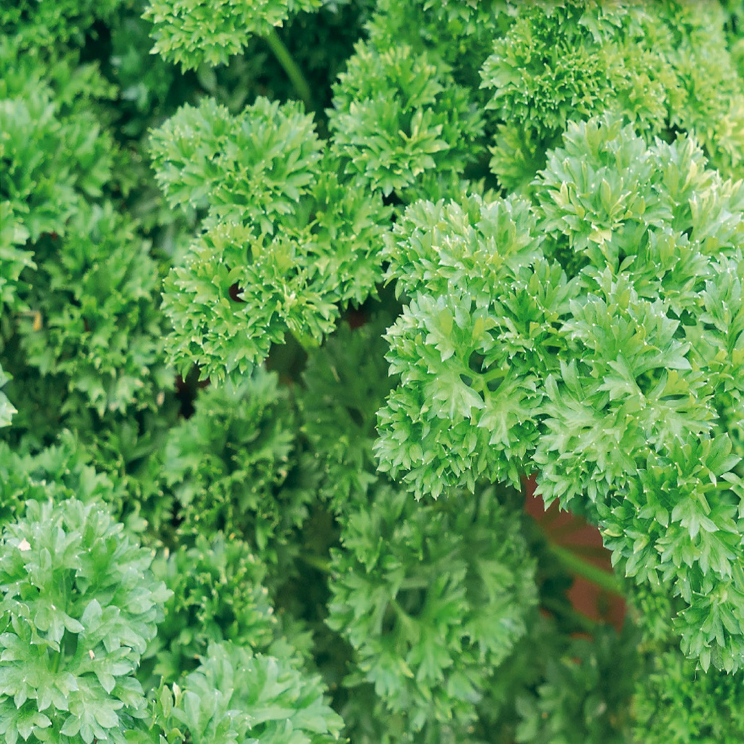 Parsley Champion Moss Curled