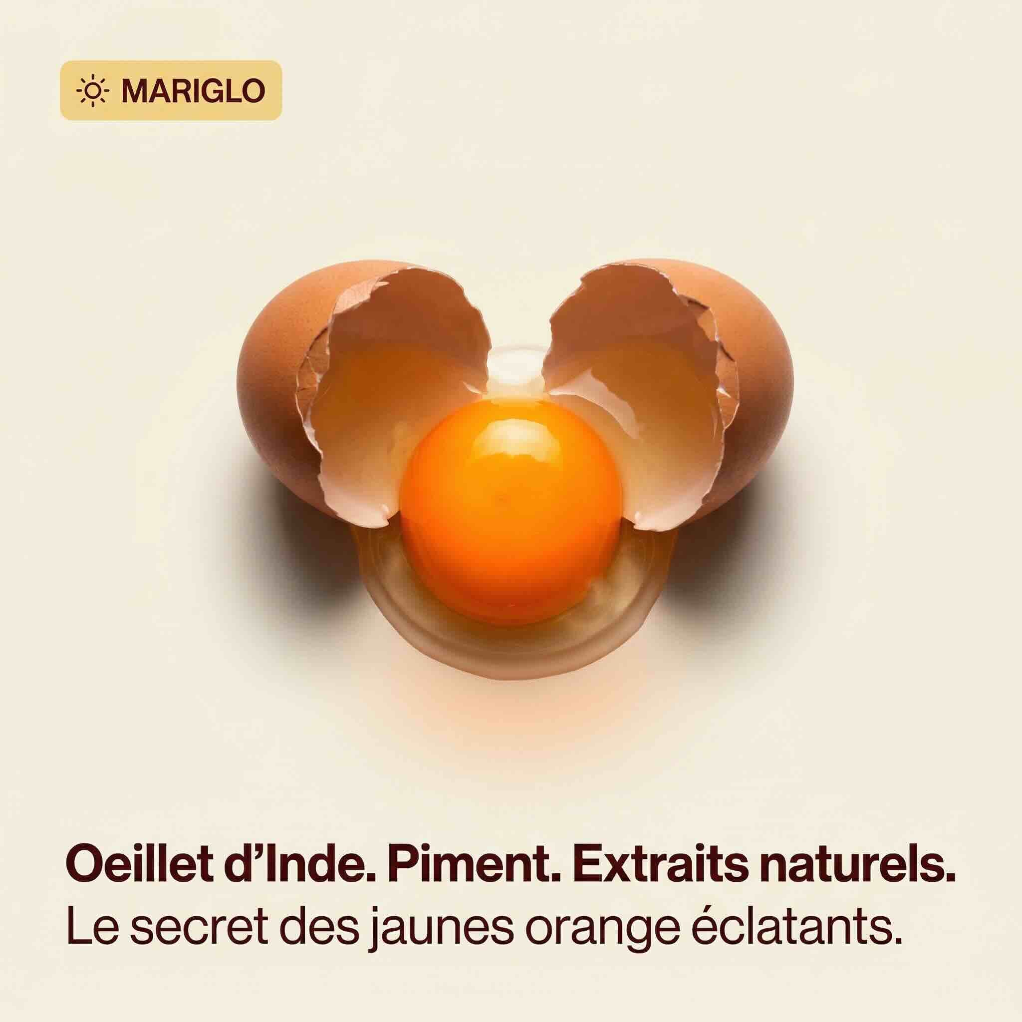 Layer Feed 16% - FG Edwards