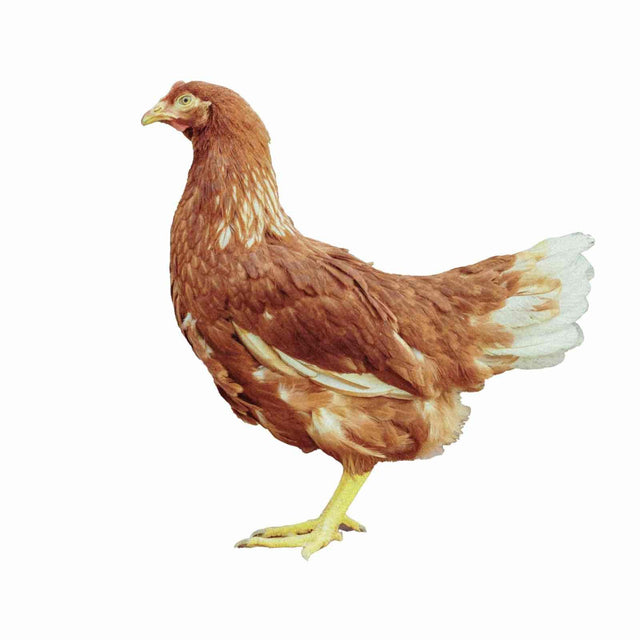 Lohmann Brown 17-20 Weeks - Chicken days 2026