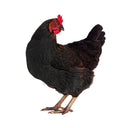 Poule Noiran 17-20 semaines