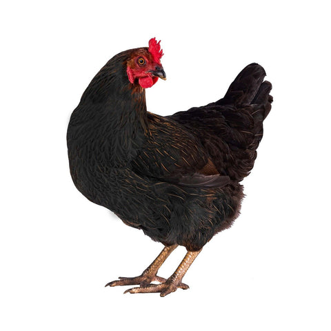 Poule Noiran 17-20 semaines