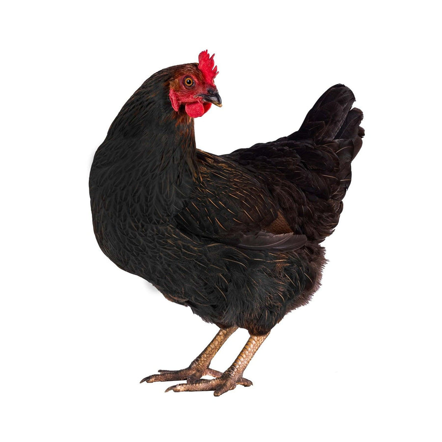 Poule Noiran 17-20 semaines