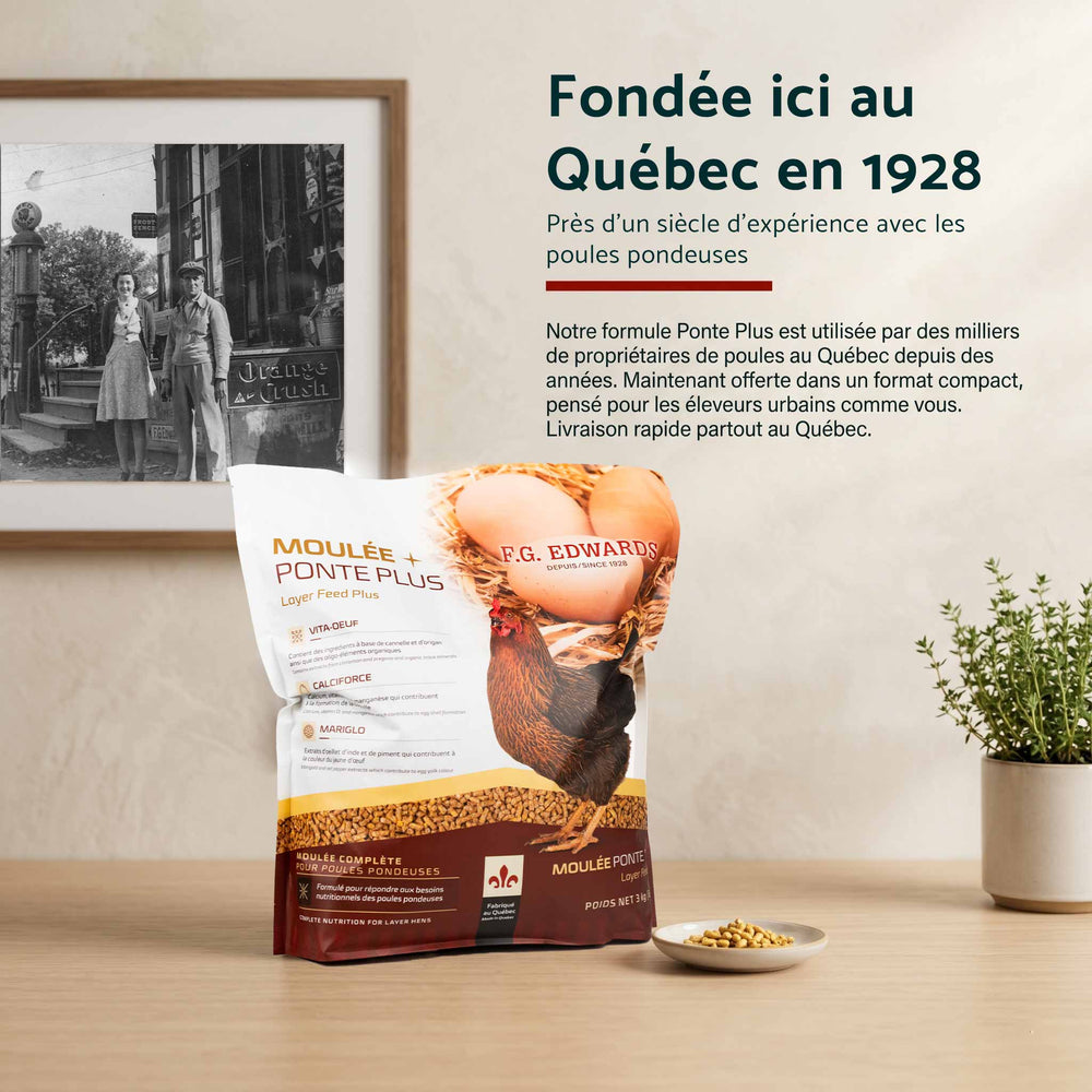 Fondée ici au Québec en 1928. Près d'un siècle d'expérience avec les poules pondeuses.