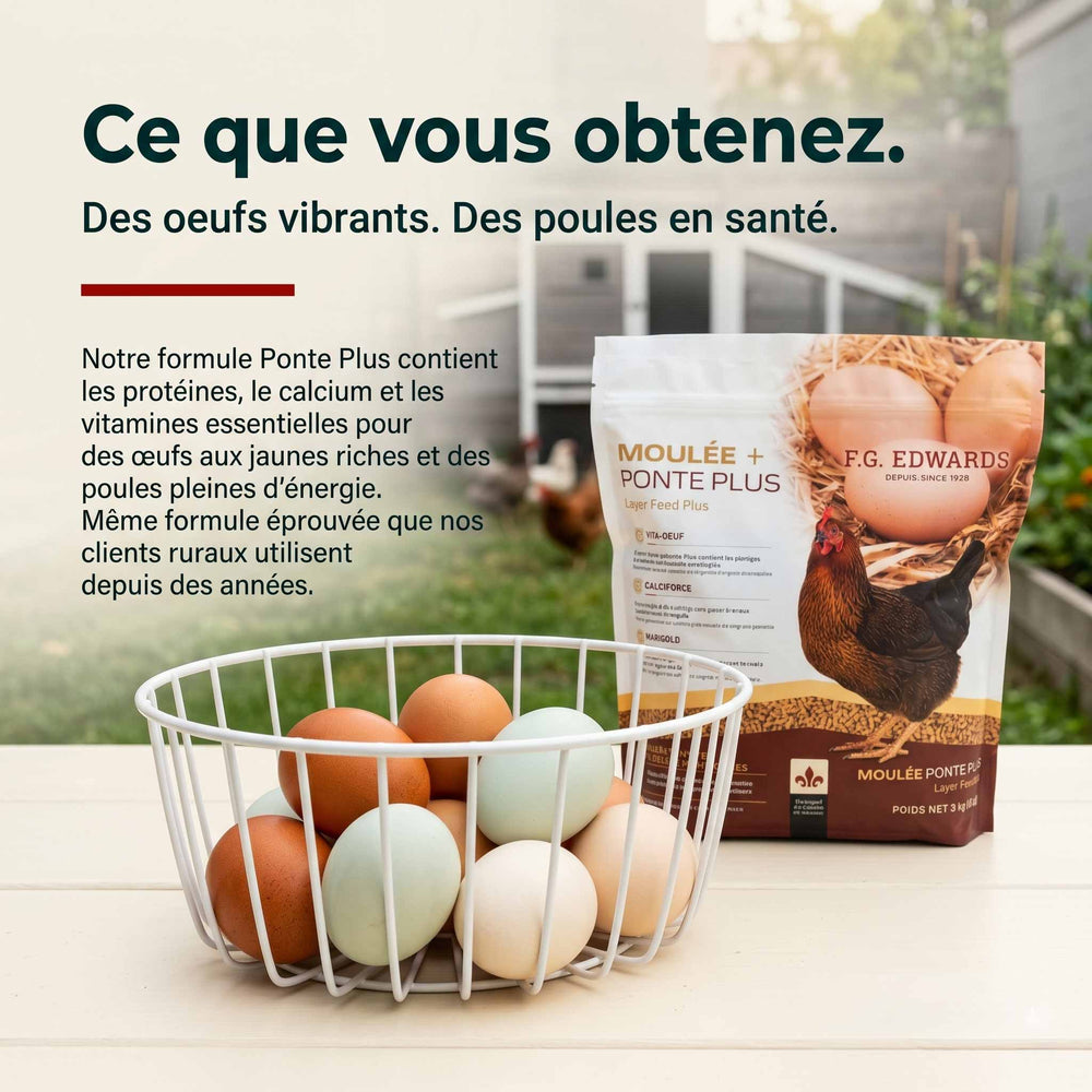 Notre formule Ponte Plus contient les protéines, le calcium et les vitamines essentielles pour des oeufs riches.