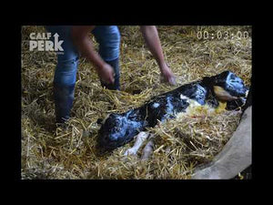 Calf Perk - Soutient pour les veaux nouveau-nés (15ml) - TechMix