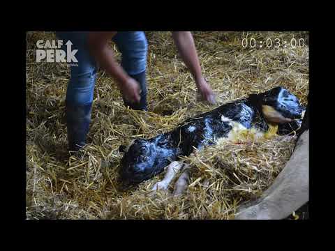 Calf Perk - Soutient pour les veaux nouveau-nés (15ml) - TechMix