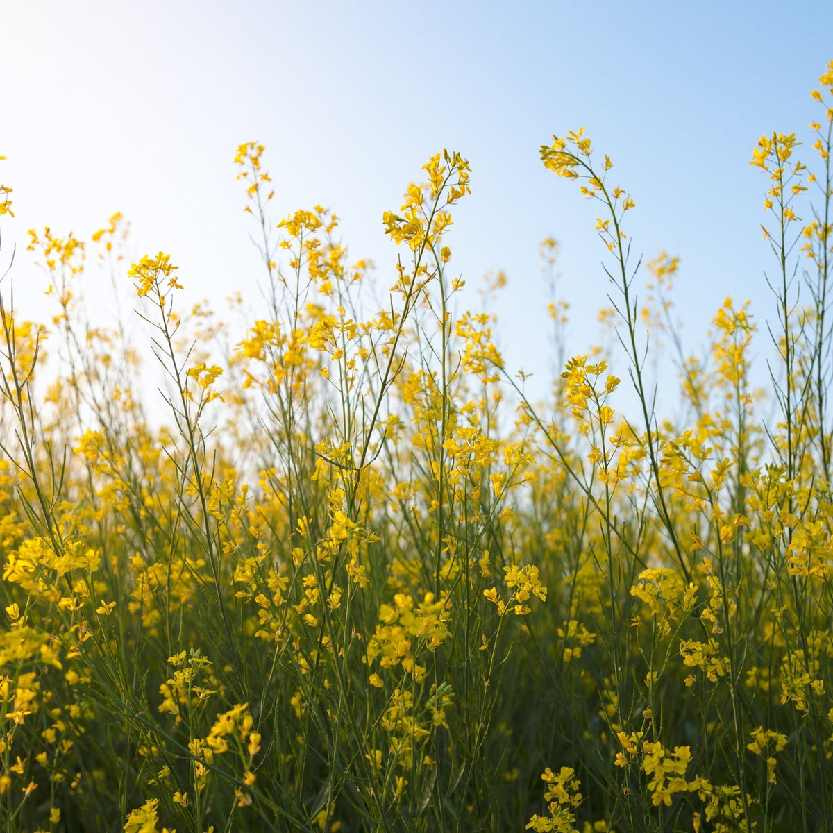 Brown Mustard (5 lb) - F.G. Edwards