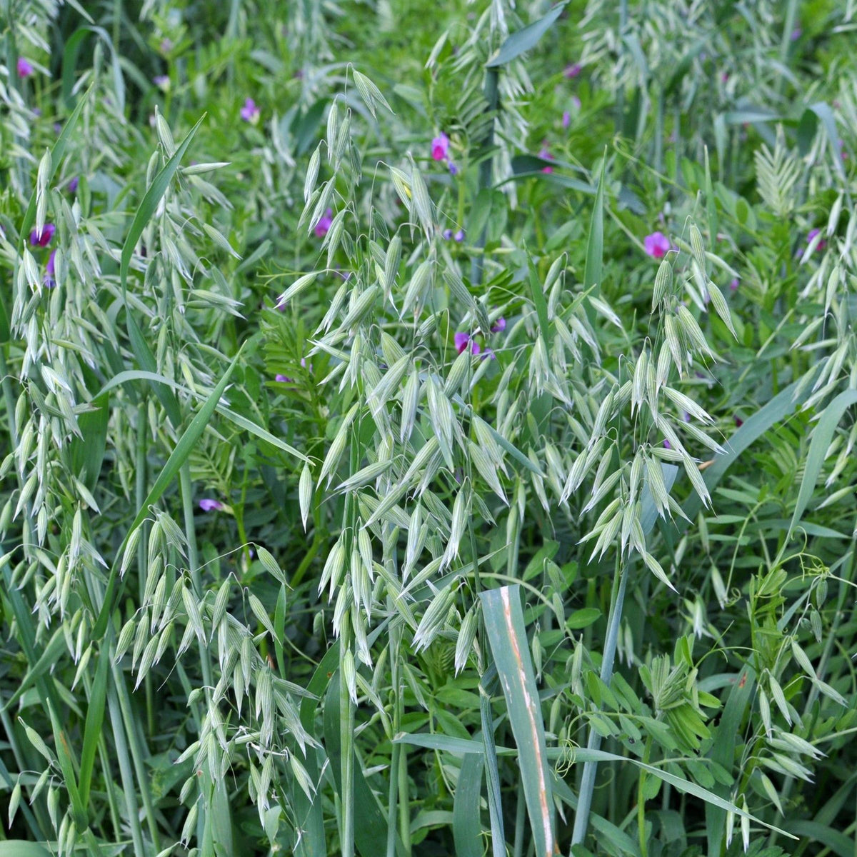 Oats / Peas Mix (5 lb) - F.G. Edwards