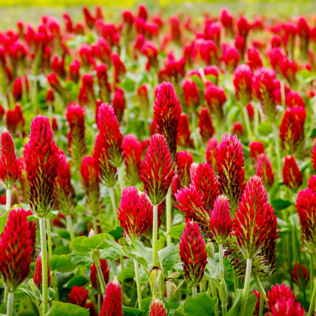 Crimson Clover - F.G. Edwards