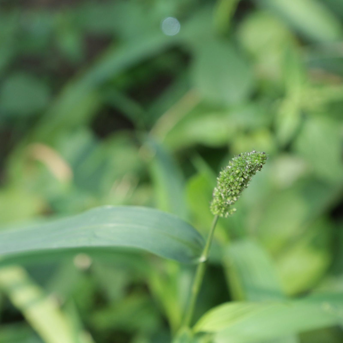Millet Japonais (5 lb) - F.G. Edwards