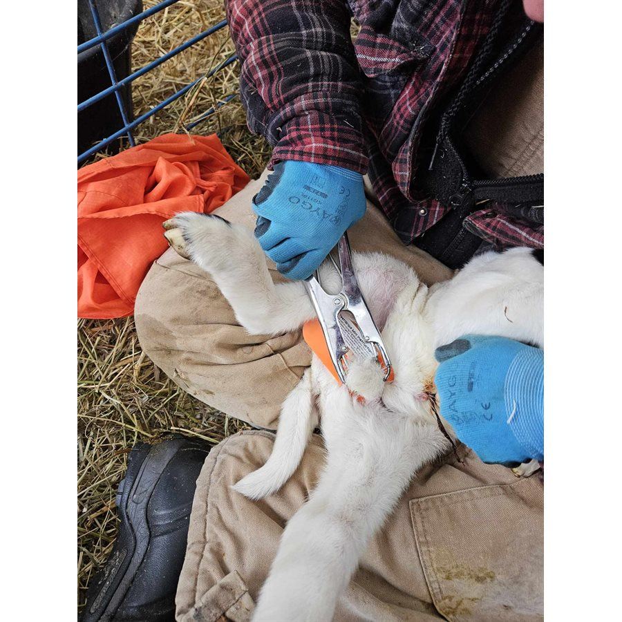 TestiGrip - Mini Castration Guide (Lamb) 