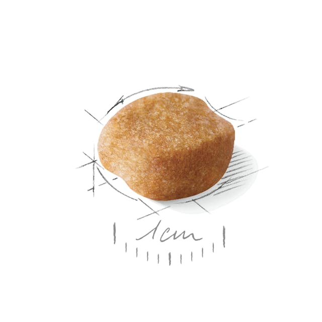 Croquettes Yorkshire Terrier adulte 10 mois à 8 ans - Royal Canin